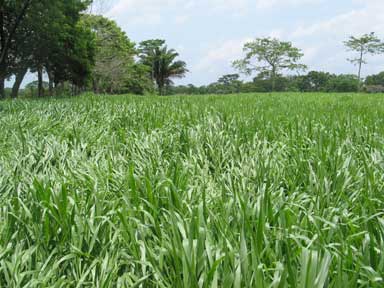 Brachiaria híbrida - cultivar Mulato