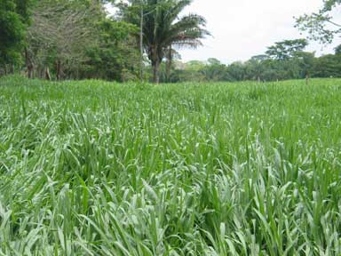 Brachiaria híbrida - cultivar Mulato