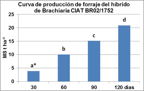 Curva de producción de forraje del híbrido de Brachiaria