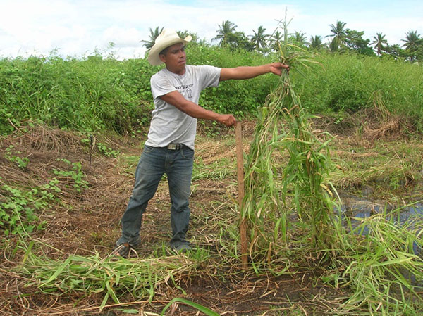 Desarrollo vegetativo y vigor del híbrido de Brachiaria CIAT BR02/1752, luego de 85 días de encharcamiento en zona inundada.