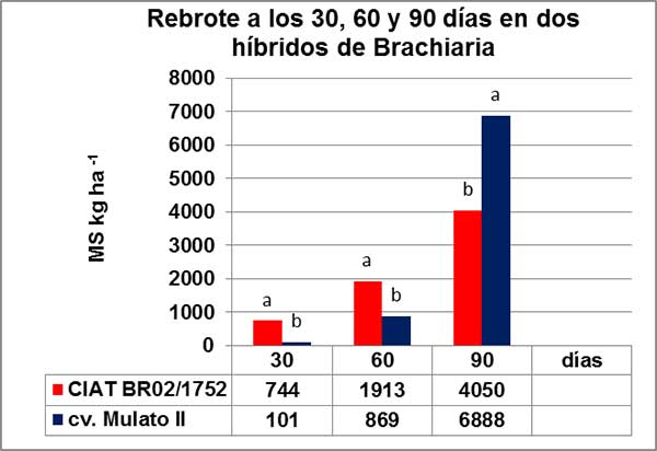 Rebrote a los 30, 60 y 90 días en dos híbridos de Brachiria