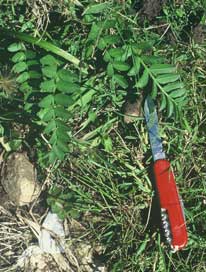 Adesmia spp.