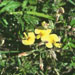 Adesmia spp.