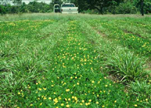 Arachis pintoi