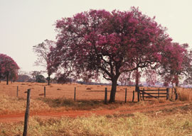 Arachis pintoi