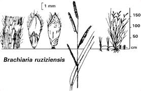 Brachiaria ruziziensis Brachiaria ruziziensis
