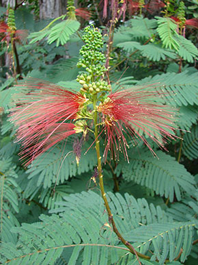 Calliandra calothyrsus