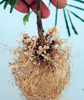 Calliandra calothyrsus