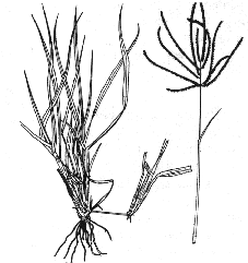 Cynodon nlemfuensis - Estrella Cynodon nlemfuensis - Estrella