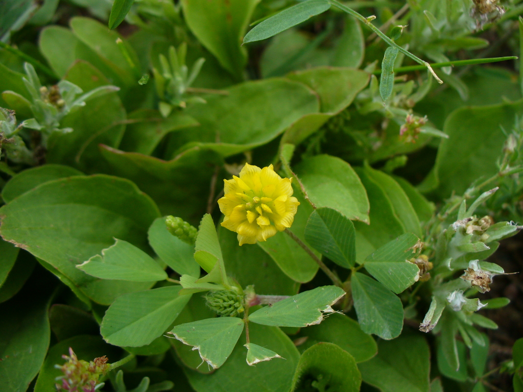 Trifolium camprstre